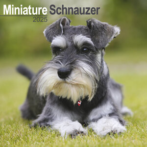 Miniature Schnauzer