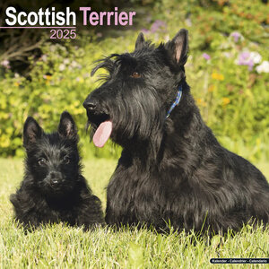 Scottish Terrier