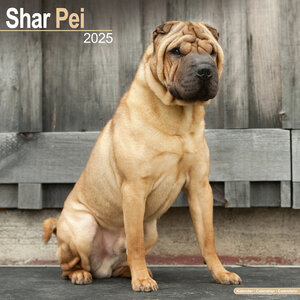 Shar Pei