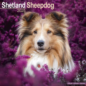 Shetland Sheepdog