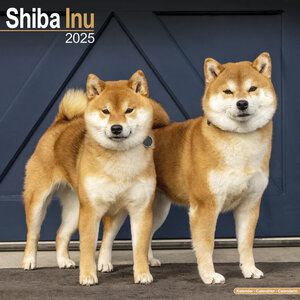 Shiba Inu