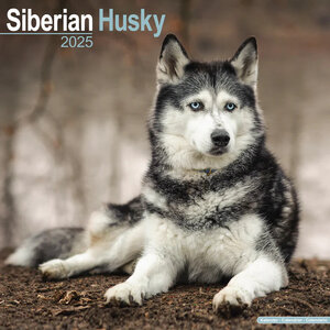 Siberian Husky