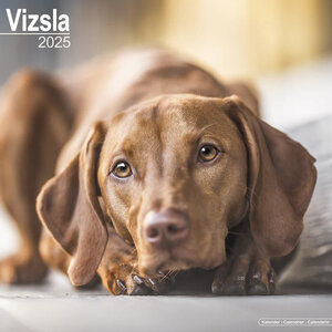 Vizsla