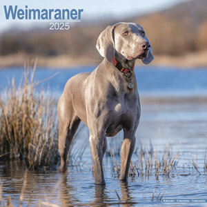 Weimaraner