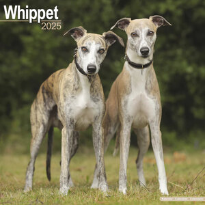 Whippet