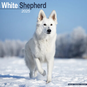 White Shepherd