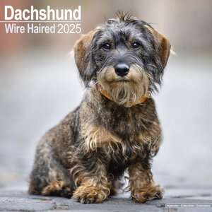 Dachshund Wire Haired