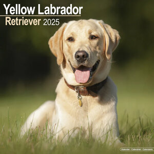 Yellow Labrador Retriever