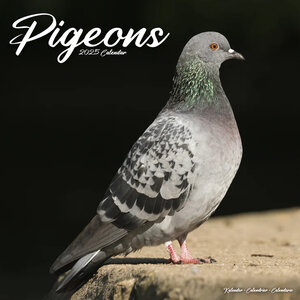 Pigeons