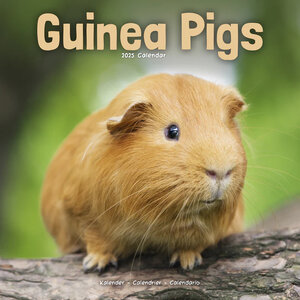 Guinea Pigs