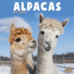 Alpacas