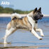 Akita_