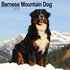 Bernese Mountain_