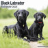 Black Labrador_