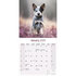 Australian Cattle Dog_