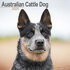 Australian Cattle Dog_