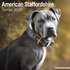 American Staffordshire Terrier_