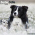 Border Collie _