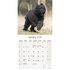 Bouvier des Flandres_