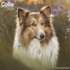 Collie_