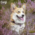 Corgi_