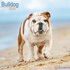 Bulldog_