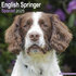 English Springer_