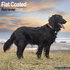 Flat Coated Retriever_