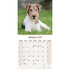 Fox Terrier_