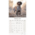 German Shorthaired Pointer_