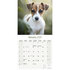 Jack Russel_