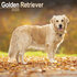 Golden Retriever_