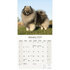 Keeshond_