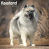 Keeshond_