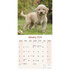 Labradoodle_