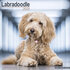 Labradoodle_