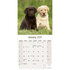 Labrador Retrievers_