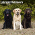 Labrador Retrievers_