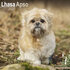 Lhasa Apso_