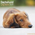 Dachshund Long Haired_