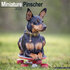 Miniature Pinscher_