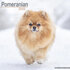 Pomeranian_