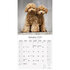 Poodle_