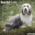 Bearded collie_