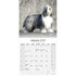 Bearded collie_