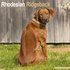 Rhodesian Ridgeback_