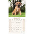 Rhodesian Ridgeback_