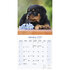 Rottweiler_