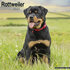 Rottweiler_