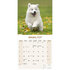 Samoyed_